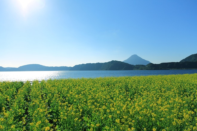 池田湖菜の花2-1.JPG