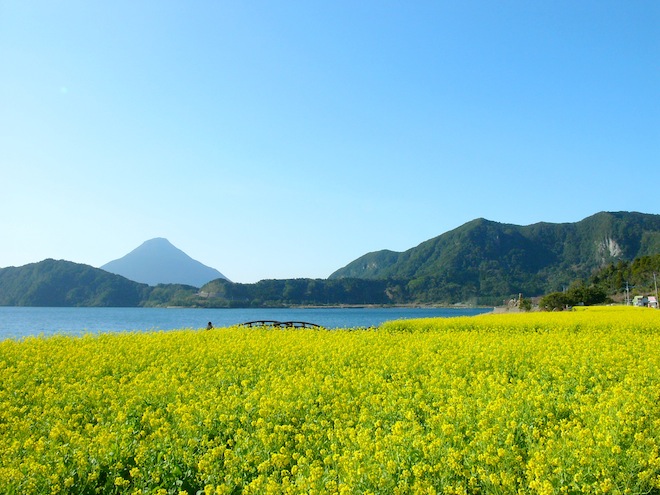 菜の花池田湖3.JPG