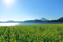 指宿の菜の花