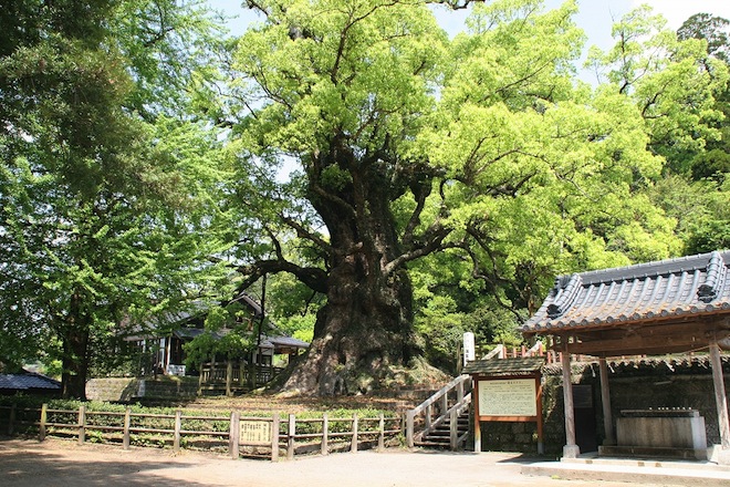ookusu01.jpg