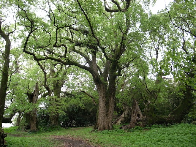 senbon01.JPG