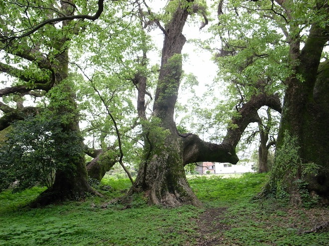 senbon02.JPG