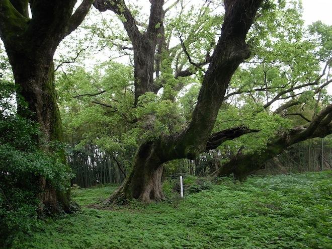 senbon03.JPG