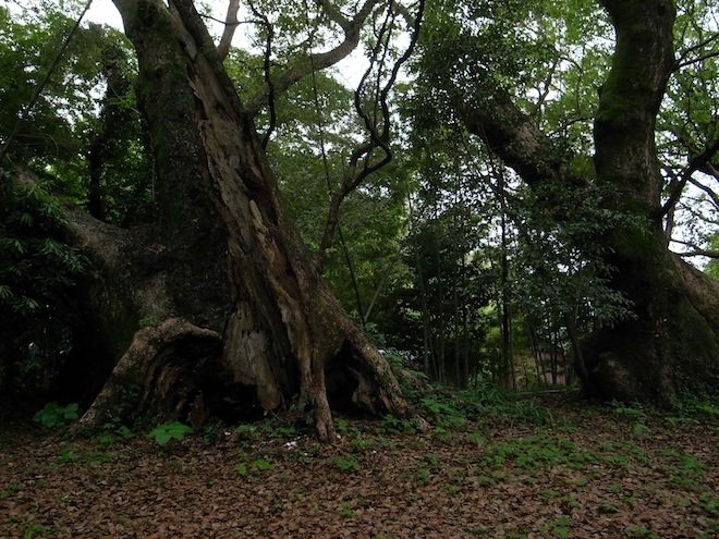 senbon04.JPG
